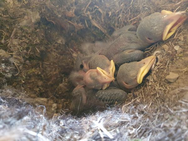 Nest mit jungen Dohlen