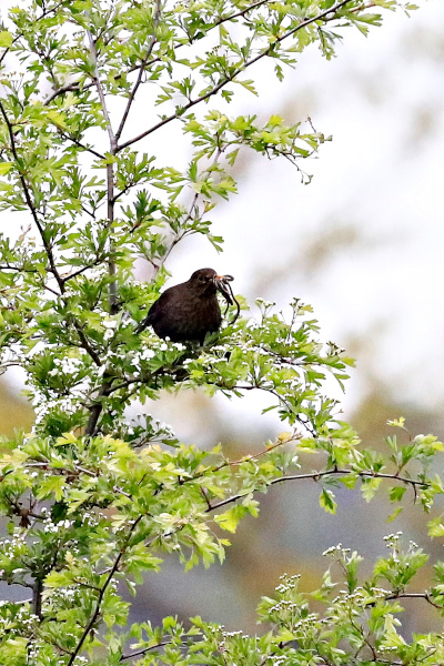 Amsel mit dem Frühstück