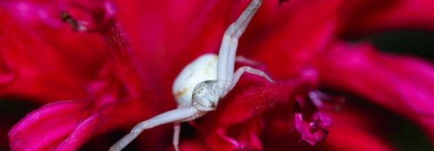 Veränderliche Krabbenspinne, Freienwil (AG), 21. Juni 2025