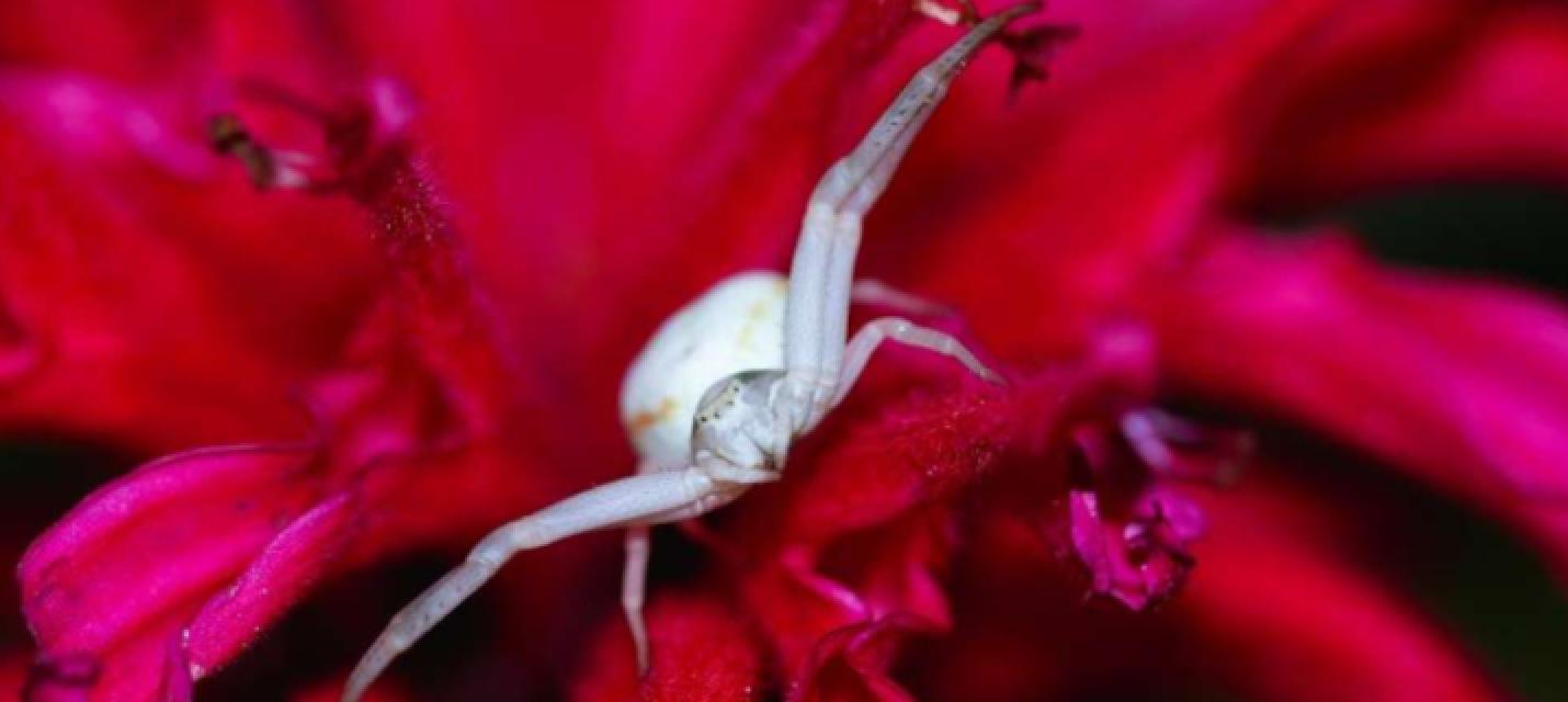 Veränderliche Krabbenspinne, Freienwil (AG), 21. Juni 2025