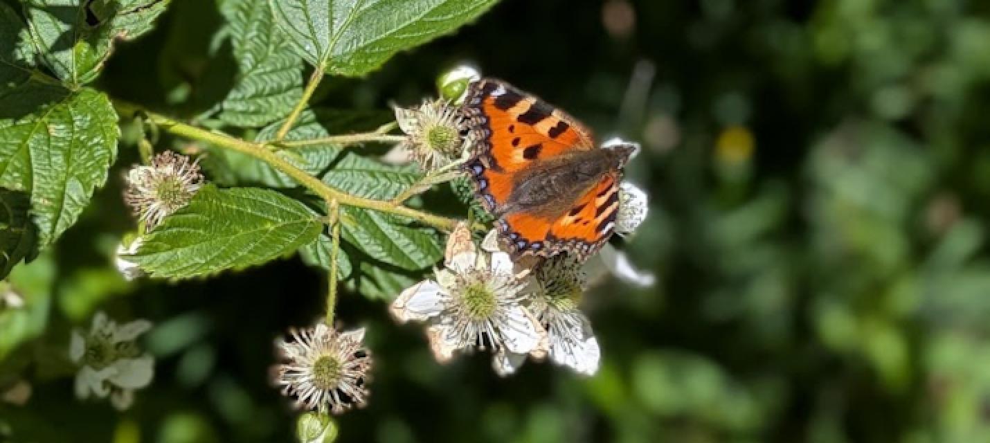 Botanische Exkursion (Schmetterling)