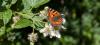 Botanische Exkursion (Schmetterling)